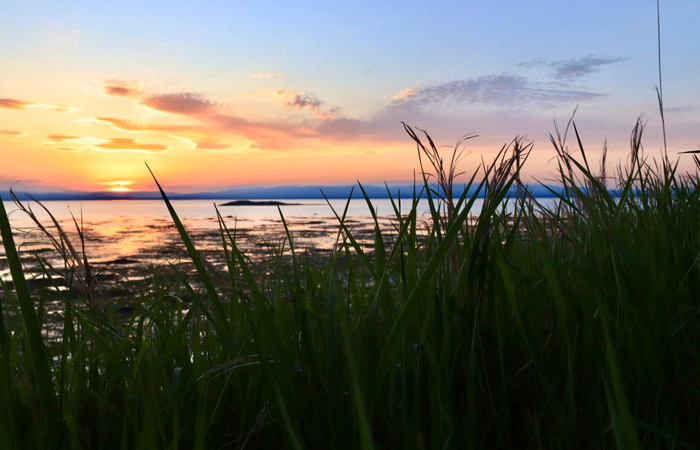 Coucher du soleil derrière le jonc